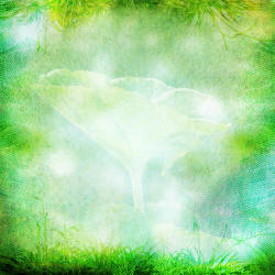 Магический лес