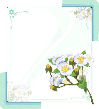 Веточка вишни на белом фоне